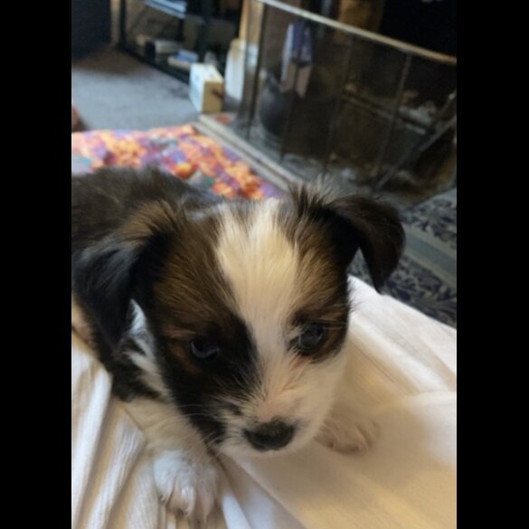 Mixed Breed - Both