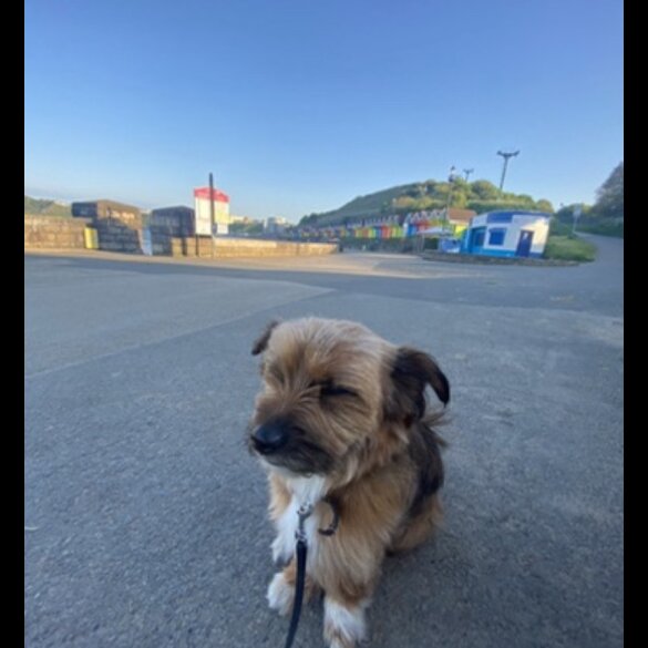 Mixed Breed - Both