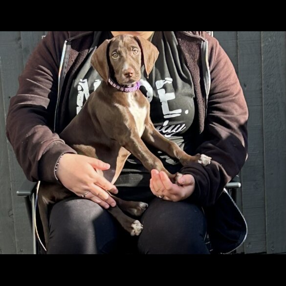 Mixed Breed - Bitches