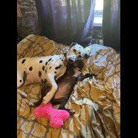 Mixed Breed - Bitches