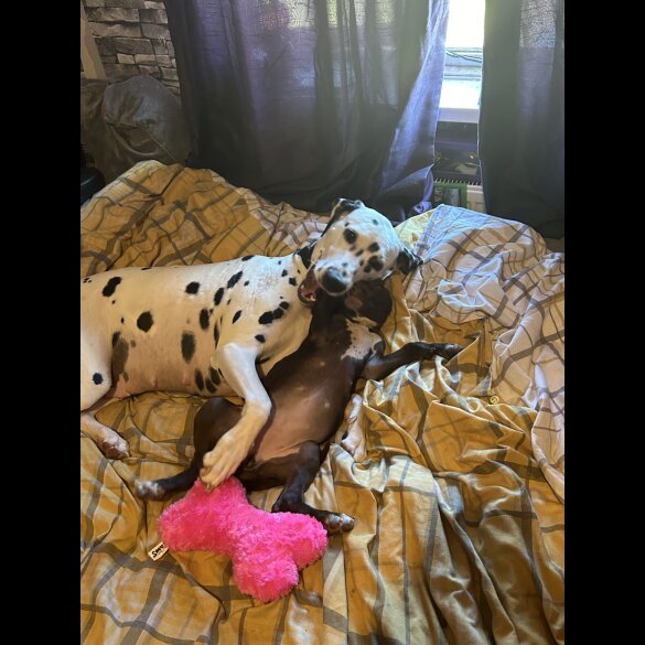 Mixed Breed - Bitches