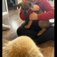 Mixed Breed - Both