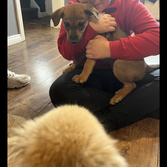 Mixed Breed - Both