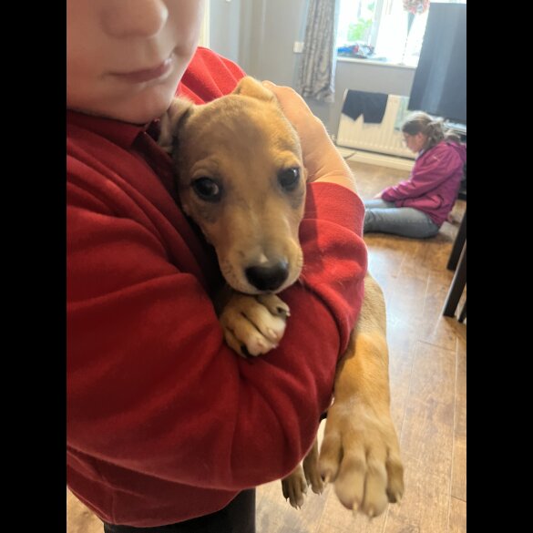 Mixed Breed - Both