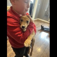 Mixed Breed - Both