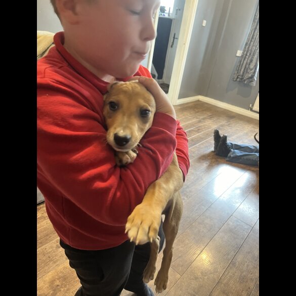 Mixed Breed - Both