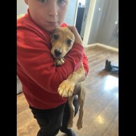Mixed Breed - Both
