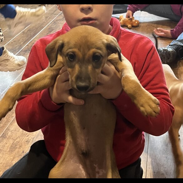 Mixed Breed - Both