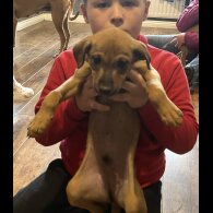 Mixed Breed - Both