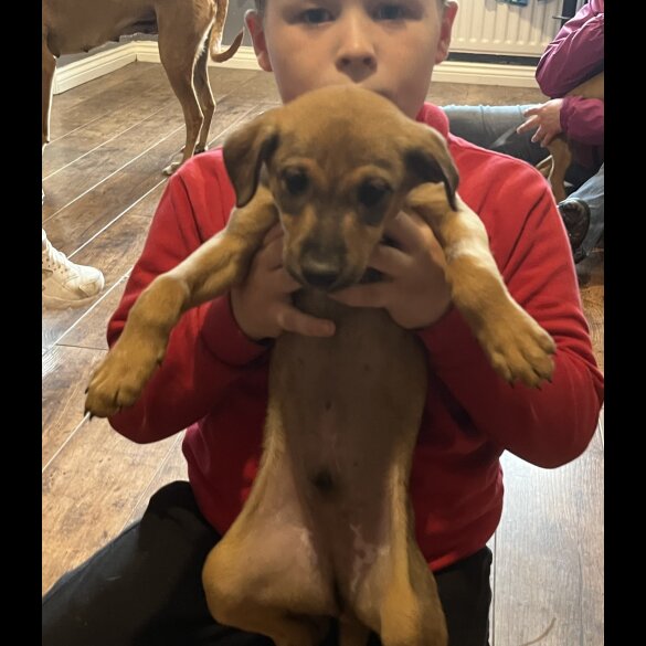 Mixed Breed - Both