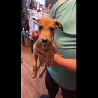 Mixed Breed - Both
