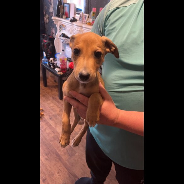 Mixed Breed - Both