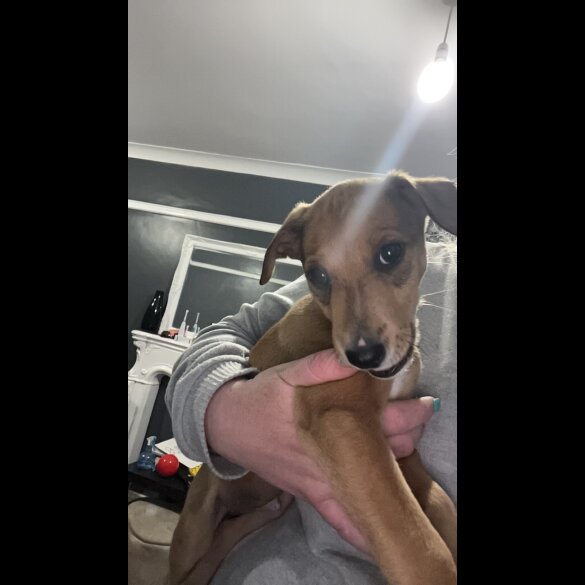 Mixed Breed - Both