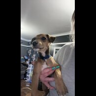 Mixed Breed - Both