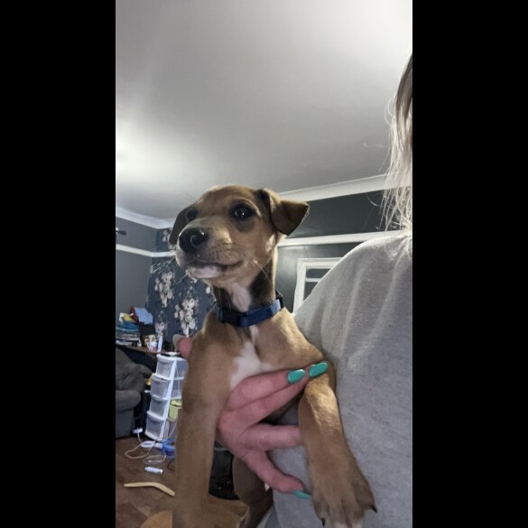 Mixed Breed - Both