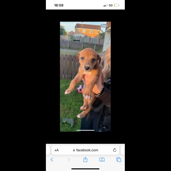 Mixed Breed - Both