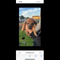Mixed Breed - Both