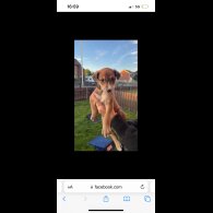 Mixed Breed - Both