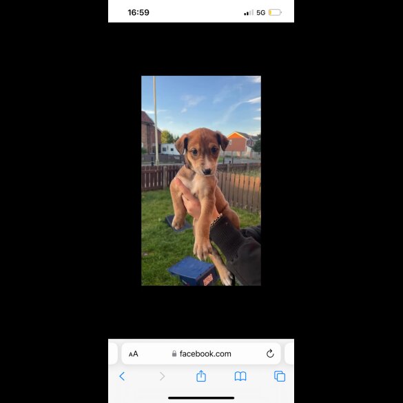 Mixed Breed - Both