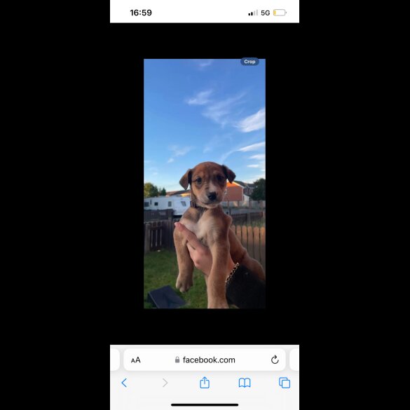 Mixed Breed - Both