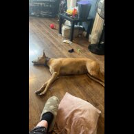 Mixed Breed - Both