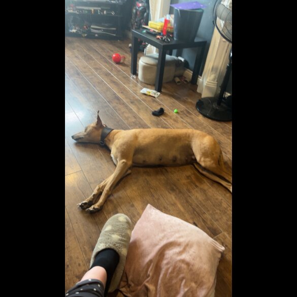 Mixed Breed - Both