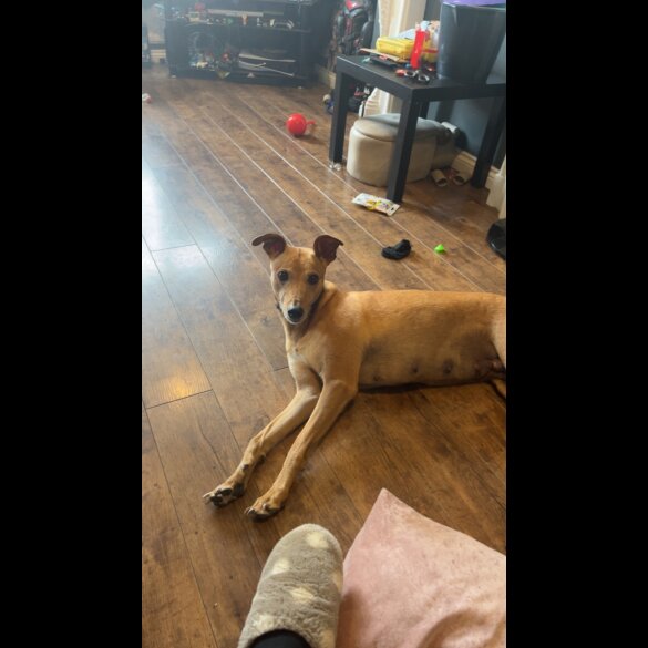 Mixed Breed - Both