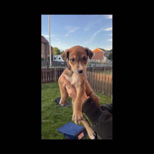 Mixed Breed - Both