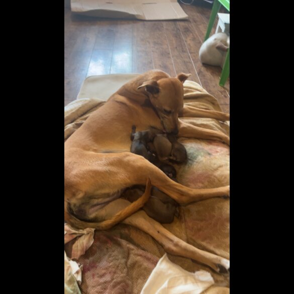 Mixed Breed - Both