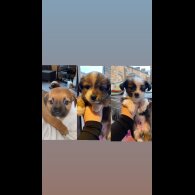Mixed Breed - Both