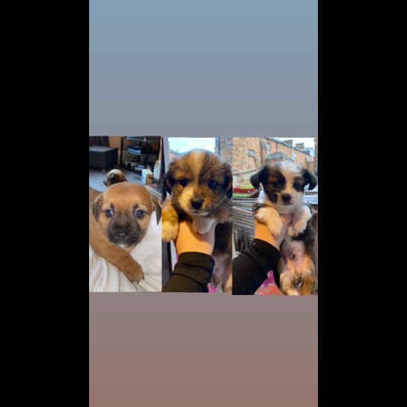 Mixed Breed - Both