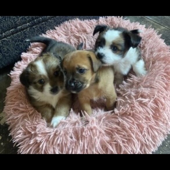 Mixed Breed - Both