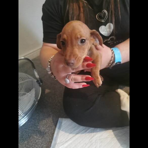 Mixed Breed - Both