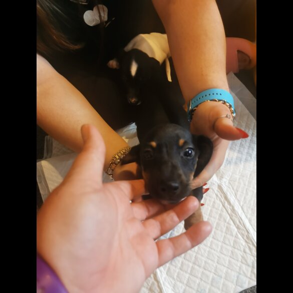 Mixed Breed - Both