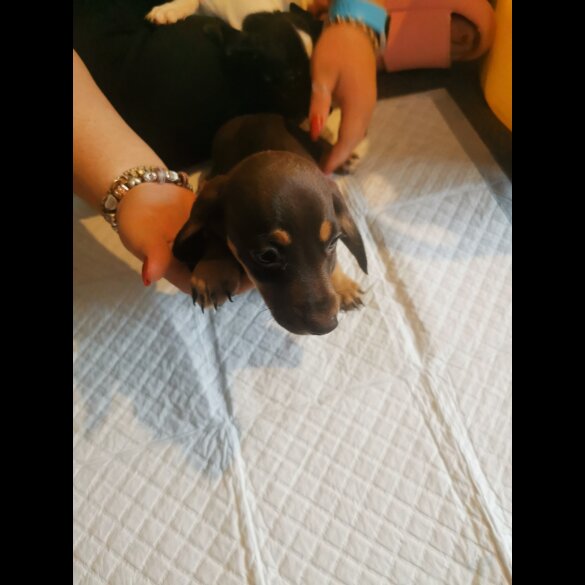 Mixed Breed - Both