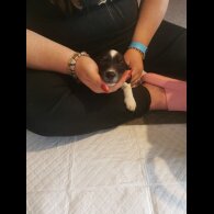 Mixed Breed - Both