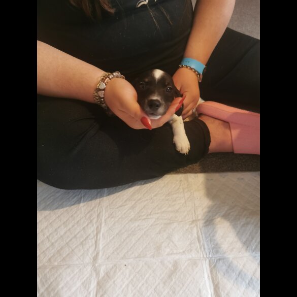 Mixed Breed - Both