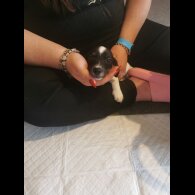 Mixed Breed - Both