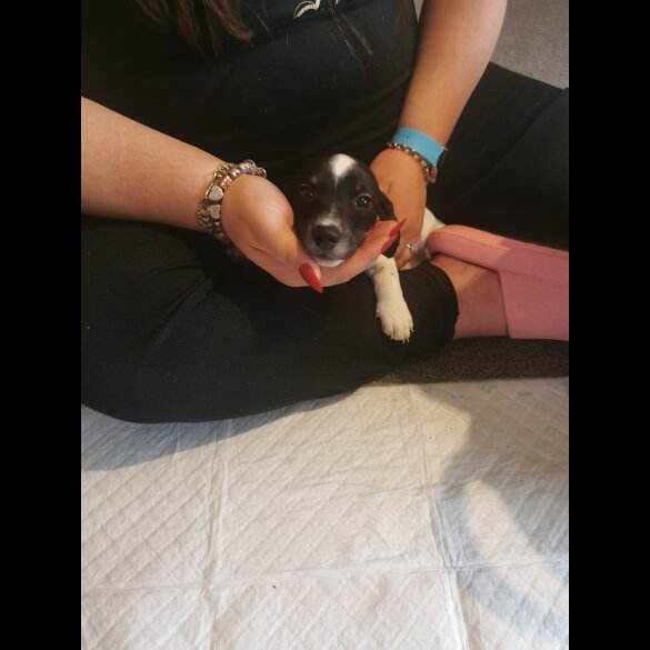 Mixed Breed - Both