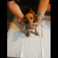 Mixed Breed - Both