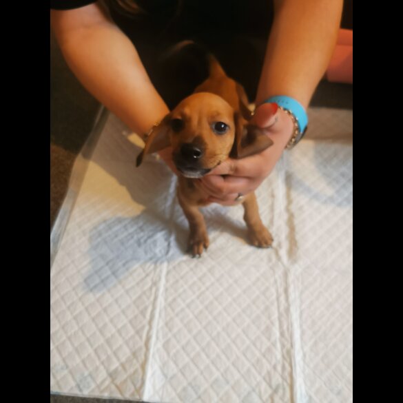 Mixed Breed - Both