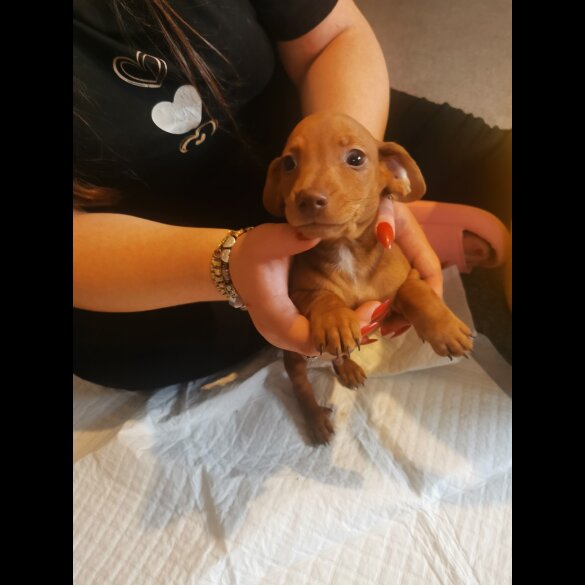 Mixed Breed - Both