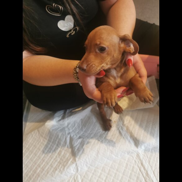 Mixed Breed - Both