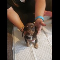 Mixed Breed - Both