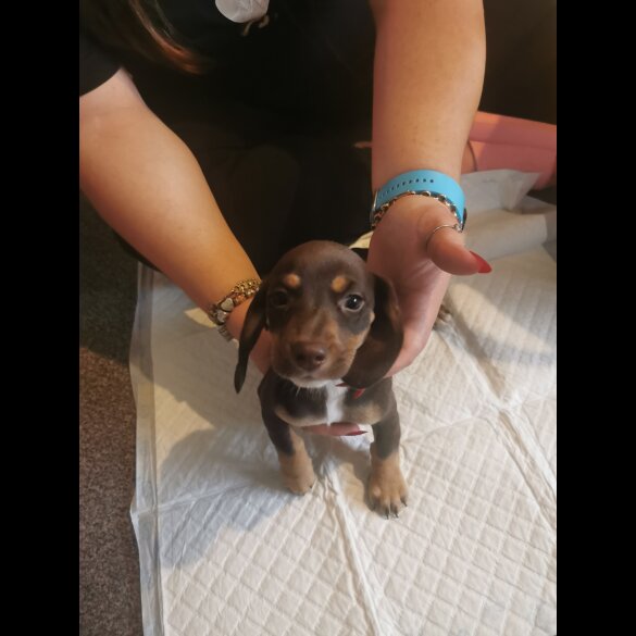 Mixed Breed - Both