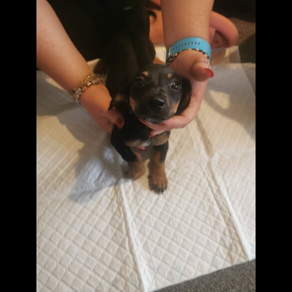 Mixed Breed - Both
