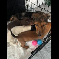 Mixed Breed - Both