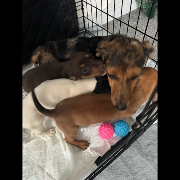Mixed Breed - Both