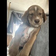 Siberian Husky - Both