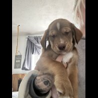 Siberian Husky - Both